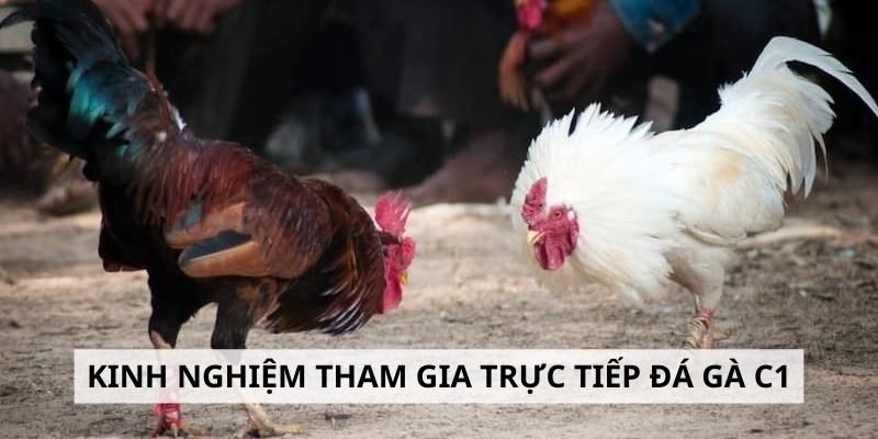 Trực Tiếp Đá Gà C1 Hôm Nay l Kinh Nghiệm Đặt Cược Thông Minh 8 Bí quyết giúp quá trình tham gia trận đá gà C1 hấp dẫn hơn